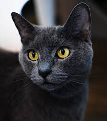 They are both highly intelligent and quite docile and loving to family. 28 Russian Blues Ideas Russian Blue Cats Russian Blue Cat