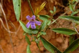 Image result for Dyschoriste albiflora
