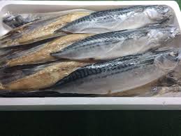 さば文化干し 14枚入り | 通販・販売 | 築地お取り寄せ市場