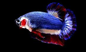 Male betta fish are usually what you see in betta fish pictures. Siamese Fighting Fish In Colours Of Thai Flag Sells For 1 200 Thailand The Guardian