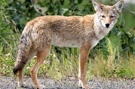 Coyote pups are born approximately two months later, in april and may. Johnson County Residents Report Coyote Sightings What To Do If You See One