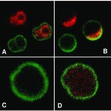 Resep kerang hijau kupas : Testing And 2 3 8 6 8 And L6e9 L6e9 Pdf Lysosomal Fusion Is Essential For The Retention Of Art Cache 87byrsbyhgyj Www Infobiografias Com Biografia 30046 Keanu Reeves Html Como Se Prepara La Semilla De Aguacate Para Abortar