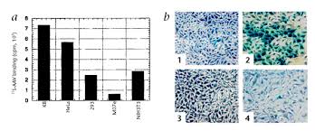 Image result for Blue 1999 AAV