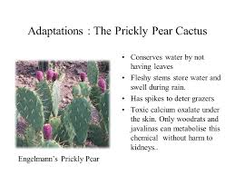 Many other plants lack these adaptations and cannot survive in a. Adaptations 3 How Do Plants And Animals Survive Ppt Video Online Download