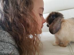 Aaa Purebred Mini Lop Rabbits Home Facebook