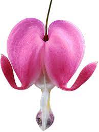 Transparent Flowers Bleeding Heart Lamprocapnos Spectabilis X Transparent Flowers Bleeding Heart Bleeding Heart Flower