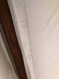 Image result for bed bugs droppings