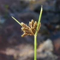 Image result for Pycreus niger