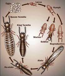 Supplier's information ecolab healthcare division 370 wabasha street n st. 19 Termites Ideas Termites Termite Control Termite Treatment