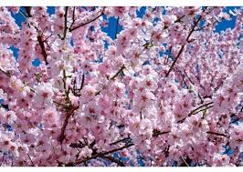 Pranvera është stina më e bukur, kur natyra zgjohet nga gjumi dimëror dhe  çdo cep mbushet me ngjyra dhe plot gjallëri. 🌸🌿🌺🌾🌹🌼🌷😊♥️🙏 Është  koha kur lulet çelin, pemët fillojnë të gjelbërohen dhe