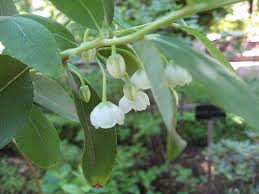 Annual flowers that start with z. 5 Flowers That Start With Z List Of Flower Names Z