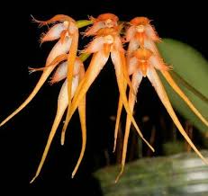 Image result for Bulbophyllum burttii