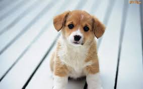 images?q=tbn:ANd9GcSH00wieqxdOrtoc1WUc5J2YcGOsSY_4eeqXRSaDcqQvM3F4uLZeQ