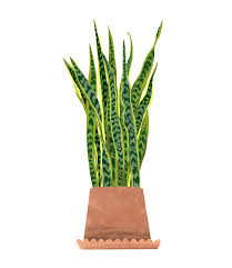 Check spelling or type a new query. Snake Plant