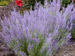 Place your order today and we guarantee 100% satisfaction. Russian Sage How To Plant And Care For Russian Sage Garden Design