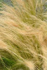 Image result for Polystachya tenuissima