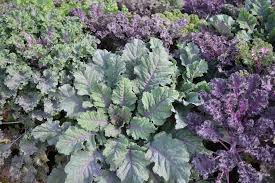 Image result for kadeřávek