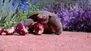 Most of their water intake is from their food. Desert Tortoise Eating Prickly Pear Fruit Youtube