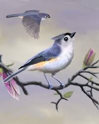 Birds With Tufted Heads Tufted Titmouse Whatbird Com Titmouse Titmouse Bird Tufted