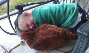 The rhode island red is a very popular chicken breed, known for it's prolific egg laying and delicious meat. Is My Rhode Island Red A Rooster Or Hen Backyard Chickens Learn How To Raise Chickens
