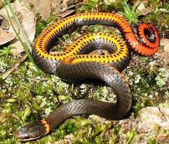 Non Venomous Snakes In Florida Florida Snakes Snake Photos Snake Gift Snake