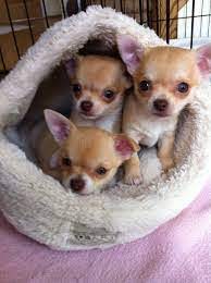 Top 5 best chihuahua puppies for sale in michigan 2021. Chihuahua Puppies For Sale Handmade Michigan
