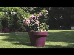> plantation du laurier rose en pleine terre comment multiplier mon laurier rose ? Laurier Rose Plantation Et Entretien Truffaut Youtube