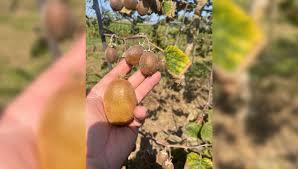 Marie temara naked only fans she happens to be the girl