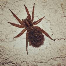 Maybe you would like to learn more about one of these? Huge Wolf Spider With Babies Chillin On Her Back Spiders