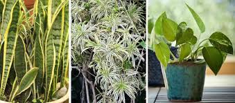 We did not find results for: 10 Plants That Attract Good Luck Prosperity And Fortune Lucky Plants
