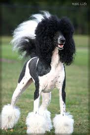 Black And White Parti Toy Poodle I Am Not Frou Frou 6 52 Poodle Puppy Poodle Poodle Haircut