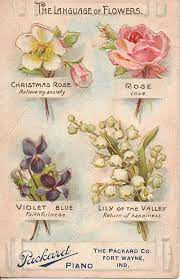 Sunday Treat Learning To Speak The Language Of Flowers Language Of Flowers Flower Meanings Raindrops And Roses
