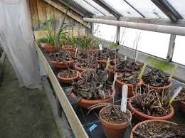 Image result for Eulophia elegans