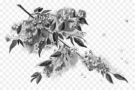 Paint your own cherry blossom tree painting with acrylics on canvas. Cherry Blossom Tree Drawing Png Download 1600 1044 Free Transparent Black And White Png Download Cleanpng Kisspng