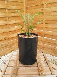 Image result for Encephalartos villosus