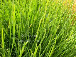 Image result for Eleocharis variegata
