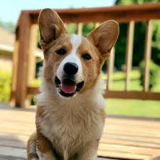Find a welsh corgi puppy for sale. Lookout Farm Home Facebook