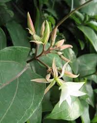 Image result for Hunteria congolana