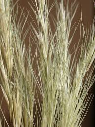 Image result for Aristida pilgeri