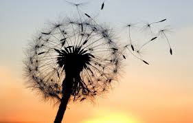 Wallpaper The Sky Macro Sunset Flowers Background Dandelion Wallpaper Plant Silhouette Wallpaper Widescreen Background Full Screen Hd Wallpapers Widescreen Images For Desktop Section Makro Download Looking for the best dandelion background?