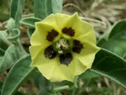 Image result for Physalis pubescens