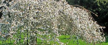 Weeping trees with their naturally pendulous habit always seem to add a sense of mystique to the garden or landscape. The Best Flowering Trees For Small Spaces Meyer Landscape