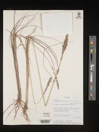 Image result for Eragrostis chapelieri