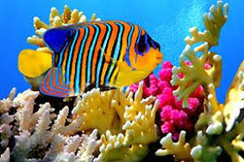 Vissen Tropisch Kalender Tropical Fish Calendar Poissons Tropicaux Calendrier Tropischen Fischen Kalende Poisson Tropical Poisson Colore