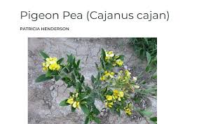 Image result for Cajanus cajan