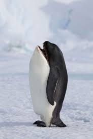 15 Funniest Photoshop Fail 100 Toplist Photoshopped Animals Weird Animals Animal Mashups