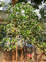 Image result for Gardenia resinifera