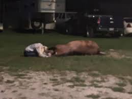 Polygraph examinations (lie detector tests) are conducted on police officer recruits in jamaica, kenya, nigeria and india among other countries due to corruption in their ranks. Mystery Disease Kills 4 Horses Sickens A Dozen Others At Hertford Nc Stable Wkbn Com