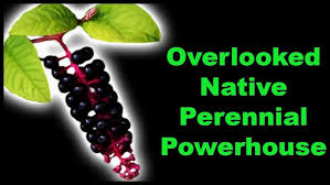 Image result for Dicliptera hensii