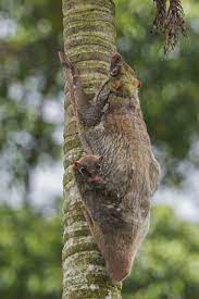 Sunda Or Malayan Flying Lemur Or Malayan Colugo Female With Baby Indonesia Thailand Malaysia And Singapore Unusual Animals Rare Animals Wildlife Animals
